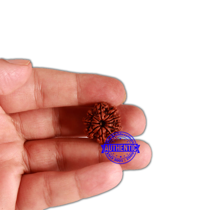 10 Mukhi Nepalese Rudraksha - Bead No. 332