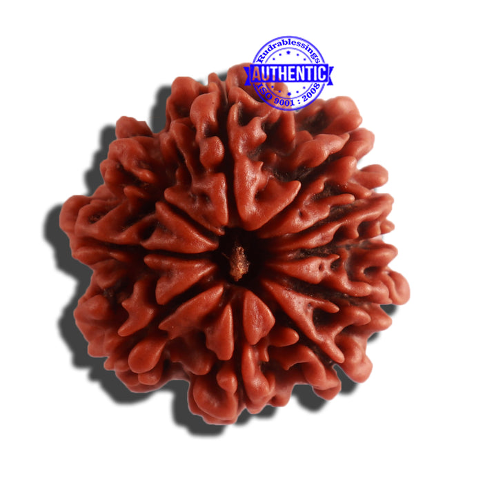 10 Mukhi Nepalese Rudraksha - Bead No. 332