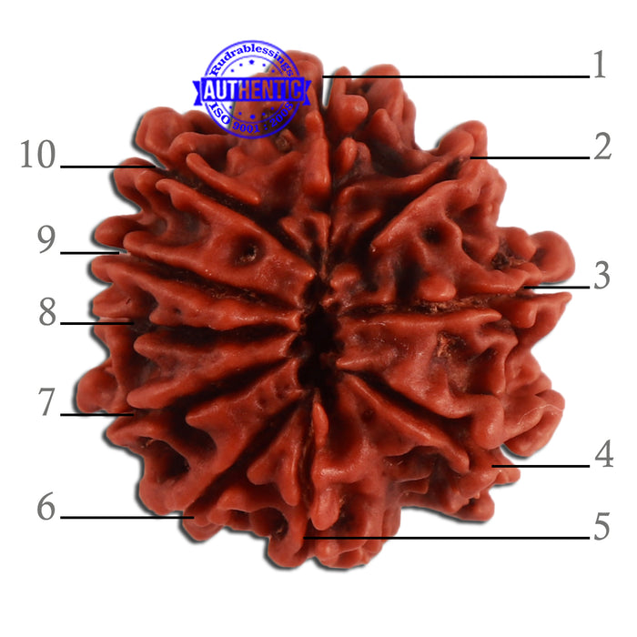 10 Mukhi Nepalese Rudraksha - Bead No. 332