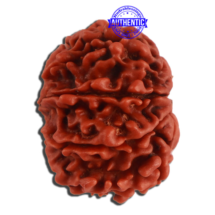 10 Mukhi Nepalese Rudraksha - Bead No. 332
