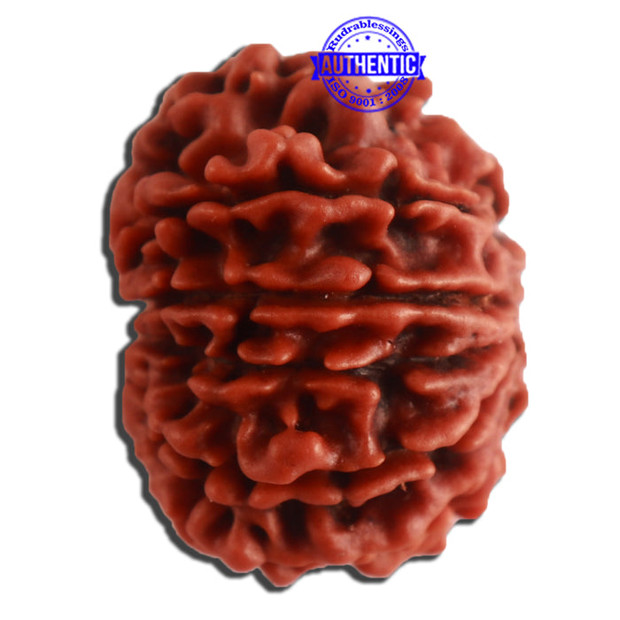 10 Mukhi Nepalese Rudraksha - Bead No. 332