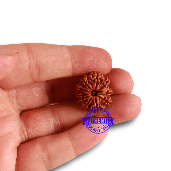 10 Mukhi Nepalese Rudraksha - Bead No. 333