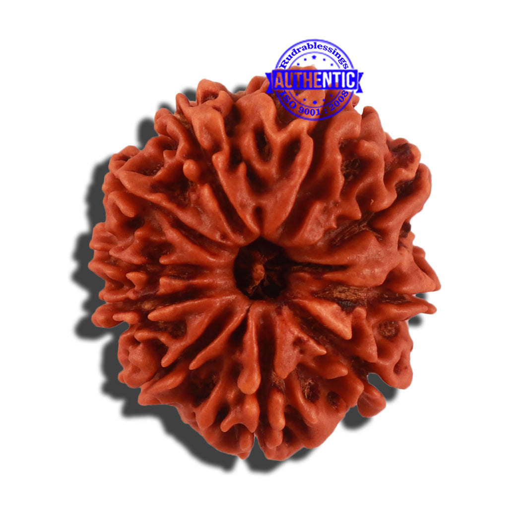 10 Mukhi Nepalese Rudraksha - Bead No. 333