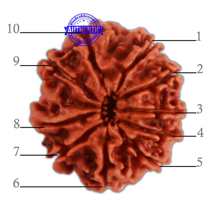 10 Mukhi Nepalese Rudraksha - Bead No. 333