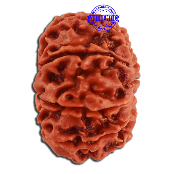 10 Mukhi Nepalese Rudraksha - Bead No. 333