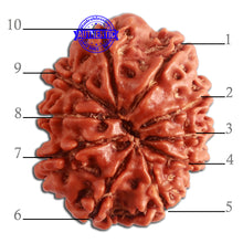 Load image into Gallery viewer, 10 Mukhi Nepalese Rudraksha - Bead No. 334
