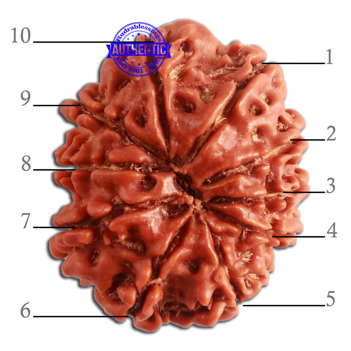 10 Mukhi Nepalese Rudraksha - Bead No. 334