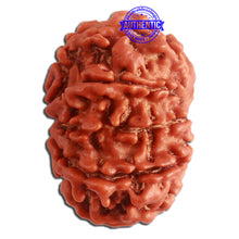 Load image into Gallery viewer, 10 Mukhi Nepalese Rudraksha - Bead No. 334
