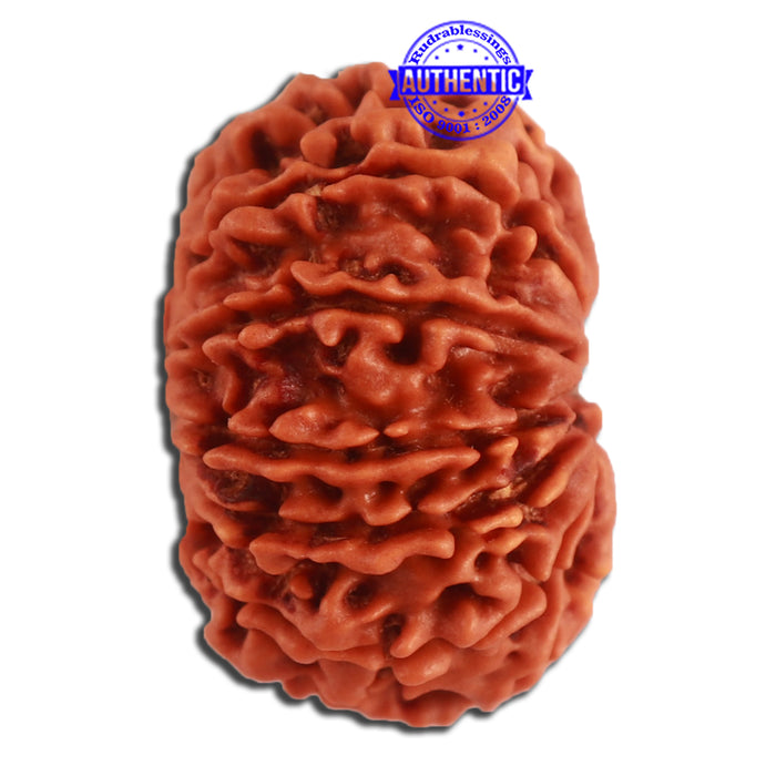 10 Mukhi Nepalese Rudraksha - Bead No. 334