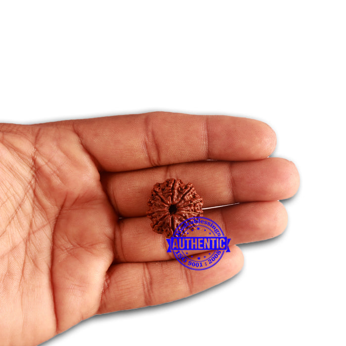 10 Mukhi Nepalese Rudraksha - Bead No. 335