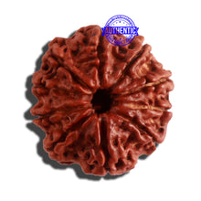 Load image into Gallery viewer, 10 Mukhi Nepalese Rudraksha - Bead No. 335
