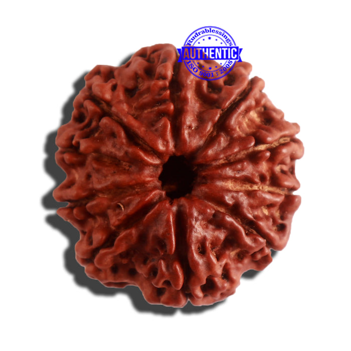 10 Mukhi Nepalese Rudraksha - Bead No. 335