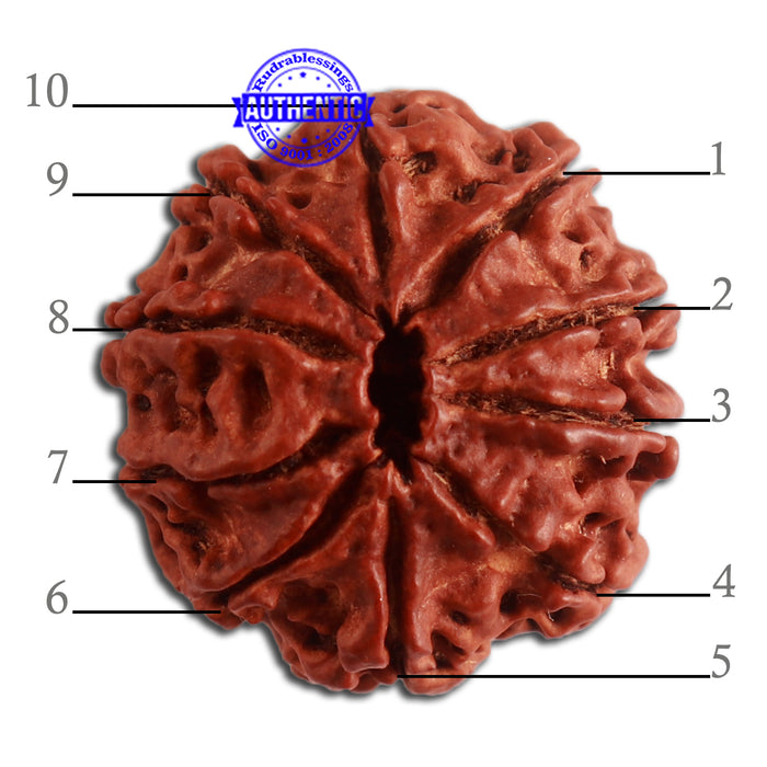10 Mukhi Nepalese Rudraksha - Bead No. 335
