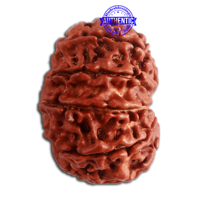 10 Mukhi Nepalese Rudraksha - Bead No. 335