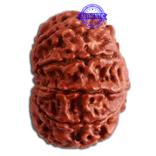 Load image into Gallery viewer, 10 Mukhi Nepalese Rudraksha - Bead No. 335
