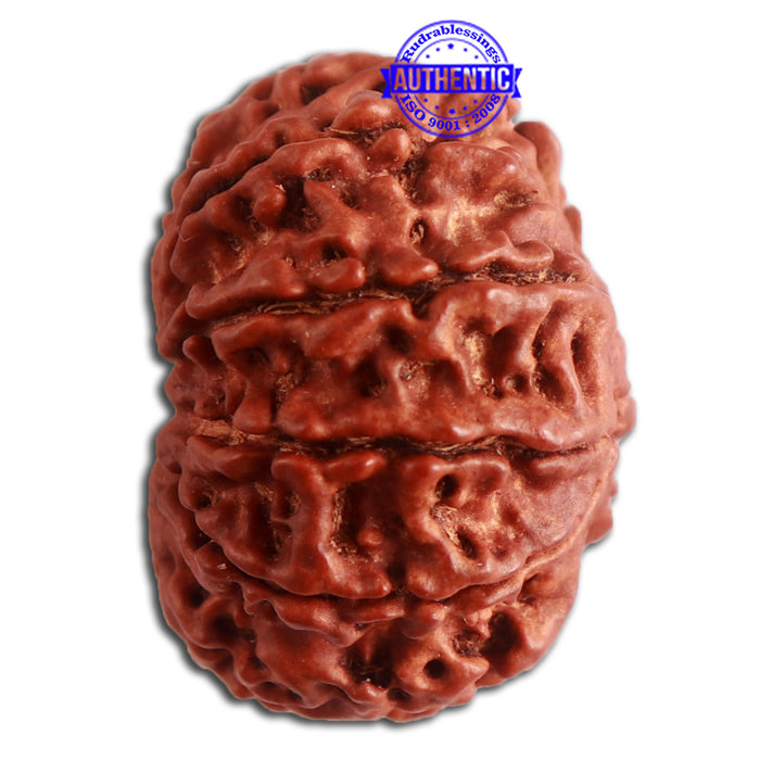 10 Mukhi Nepalese Rudraksha - Bead No. 335