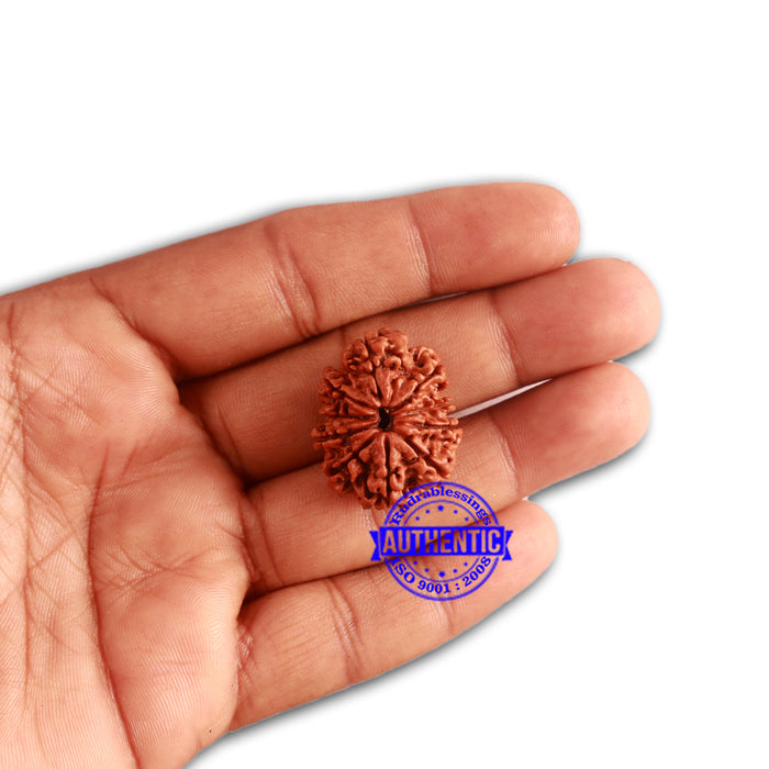 10 Mukhi Nepalese Rudraksha - Bead No. 336