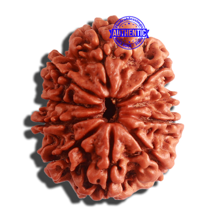10 Mukhi Nepalese Rudraksha - Bead No. 336