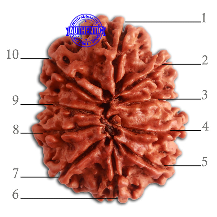 10 Mukhi Nepalese Rudraksha - Bead No. 336