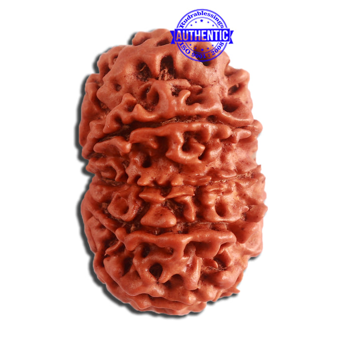 10 Mukhi Nepalese Rudraksha - Bead No. 336
