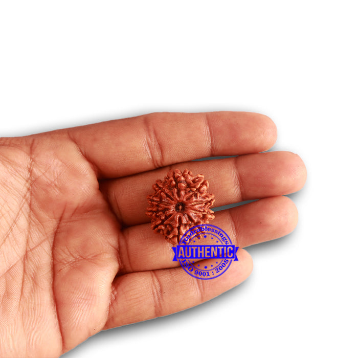 10 Mukhi Nepalese Rudraksha - Bead No. 337