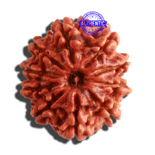 Load image into Gallery viewer, 10 Mukhi Nepalese Rudraksha - Bead No. 337
