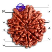 Load image into Gallery viewer, 10 Mukhi Nepalese Rudraksha - Bead No. 337
