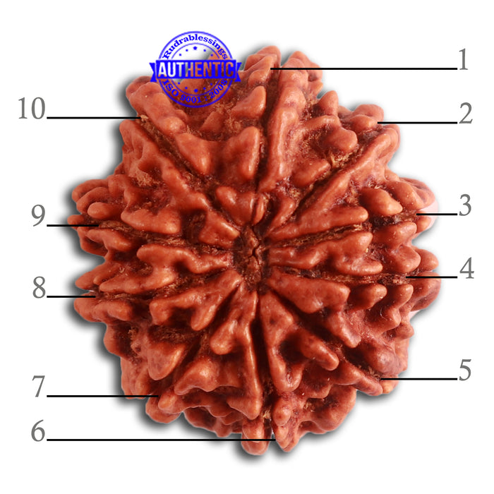 10 Mukhi Nepalese Rudraksha - Bead No. 337