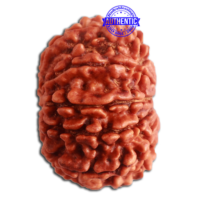 10 Mukhi Nepalese Rudraksha - Bead No. 337