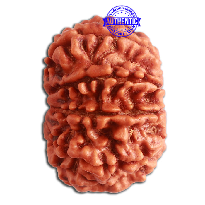 10 Mukhi Nepalese Rudraksha - Bead No. 337