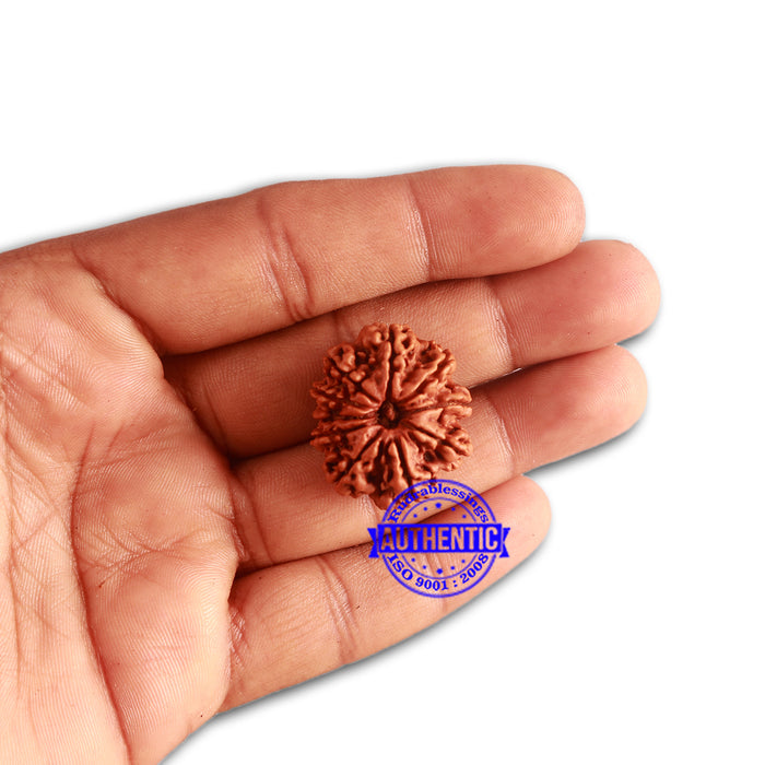 10 Mukhi Nepalese Rudraksha - Bead No 338