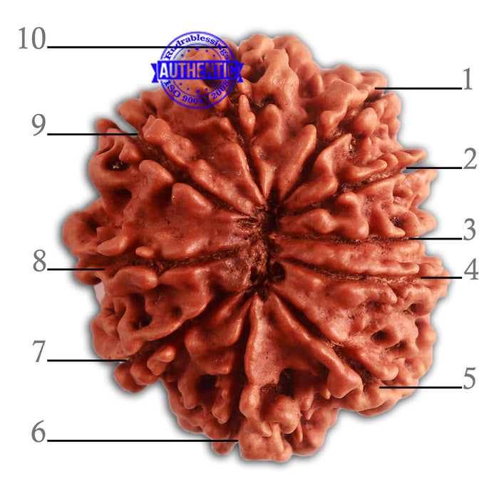 10 Mukhi Nepalese Rudraksha - Bead No 338