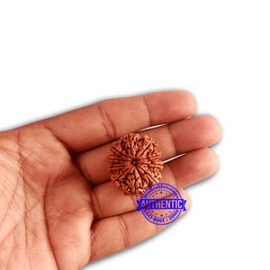 10 Mukhi Nepalese Rudraksha - Bead No. 339
