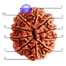 Load image into Gallery viewer, 10 Mukhi Nepalese Rudraksha - Bead No. 339

