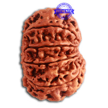 Load image into Gallery viewer, 10 Mukhi Nepalese Rudraksha - Bead No. 339
