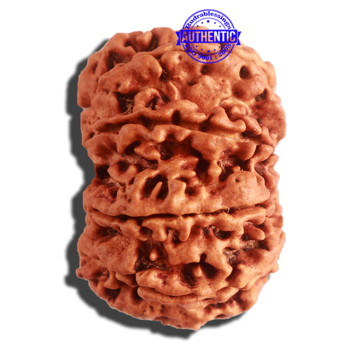 10 Mukhi Nepalese Rudraksha - Bead No. 340