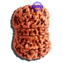 Load image into Gallery viewer, 10 Mukhi Nepalese Rudraksha - Bead No. 340
