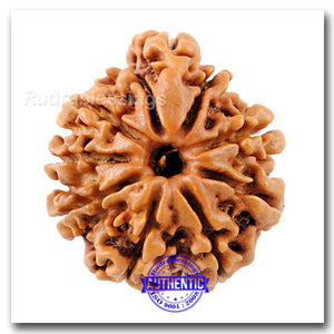 10 Mukhi Nepalese Ganesh Rudraksha - Bead No. 4