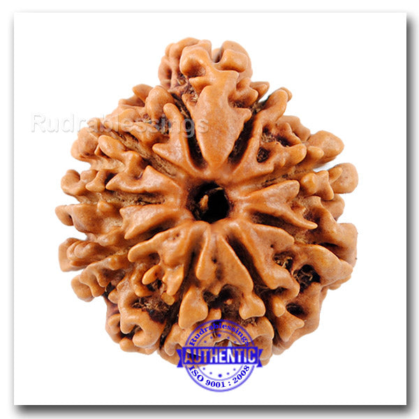 10 Mukhi Nepalese Ganesh Rudraksha - Bead No. 4