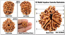 Load image into Gallery viewer, 10 Mukhi Nepalese Ganesh Rudraksha - Bead No. 4
