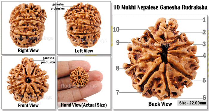 10 Mukhi Nepalese Ganesh Rudraksha - Bead No. 4