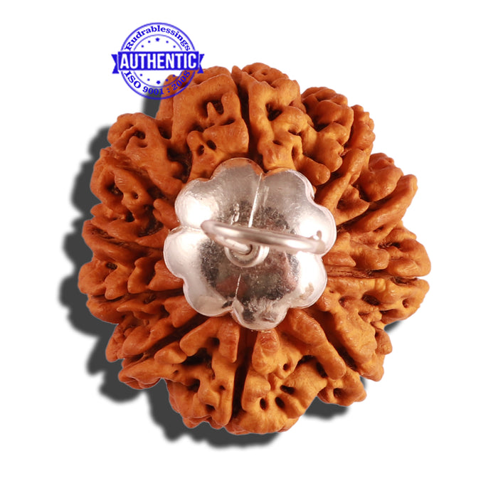10 Mukhi Nepalese Rudraksha - Bead No. 7
