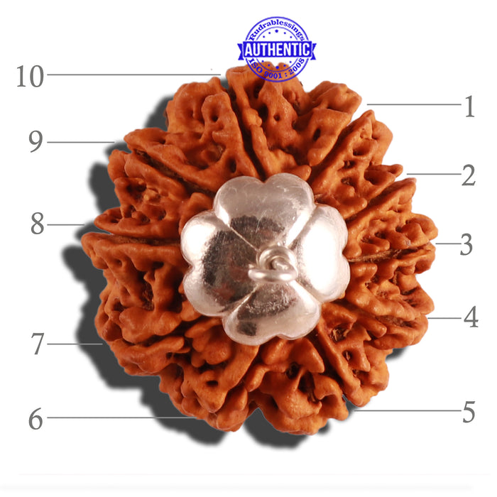 10 Mukhi Nepalese Rudraksha - Bead No. 7