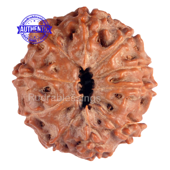 10 Mukhi Rudraksha from Indonesia - Bead No. 80
