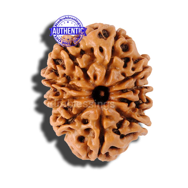 10 Mukhi Nepalese Rudraksha - Bead No. 88