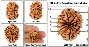 10 Mukhi Nepalese Rudraksha - Bead No. 88