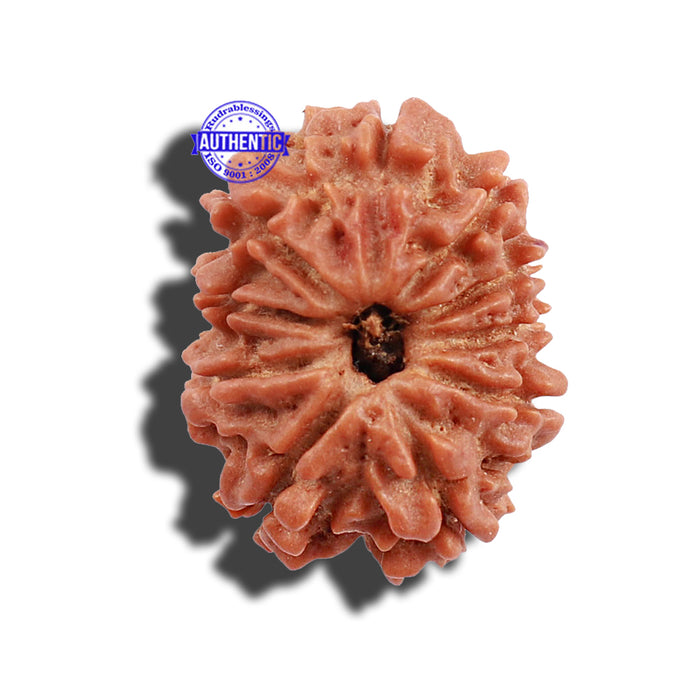 10 Mukhi Nepalese Rudraksha - Bead No 9