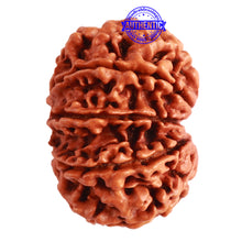 Load image into Gallery viewer, 10 Mukhi Nepalese Gaurishankar Rudraksha - Bead No. 310
