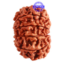 Load image into Gallery viewer, 10 Mukhi Nepalese Rudraksha - Bead No 319
