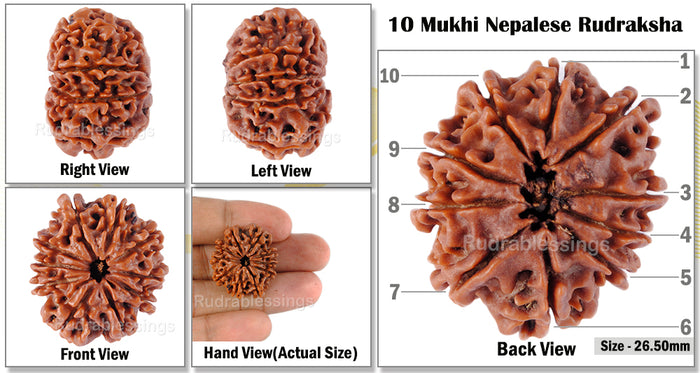 10 Mukhi Nepalese Rudraksha - Bead No. 68